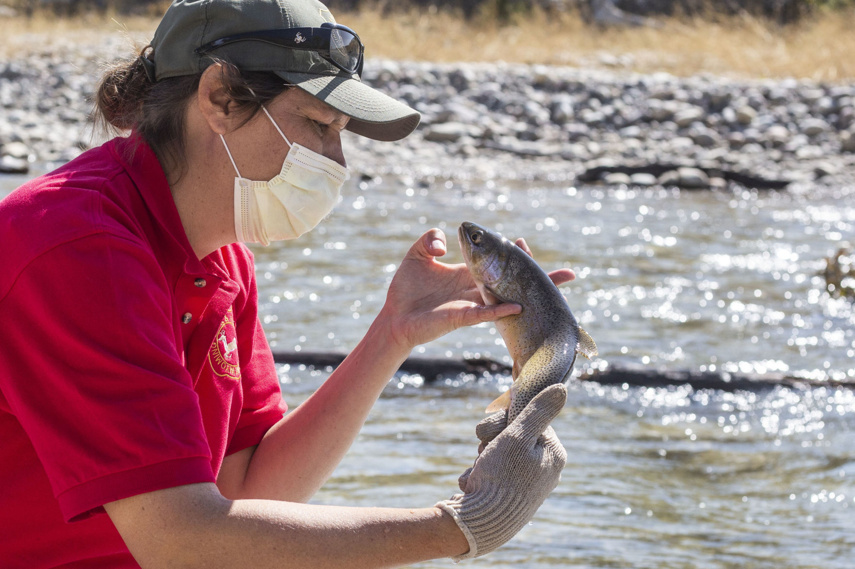 Spread Creek diversion fish salvage